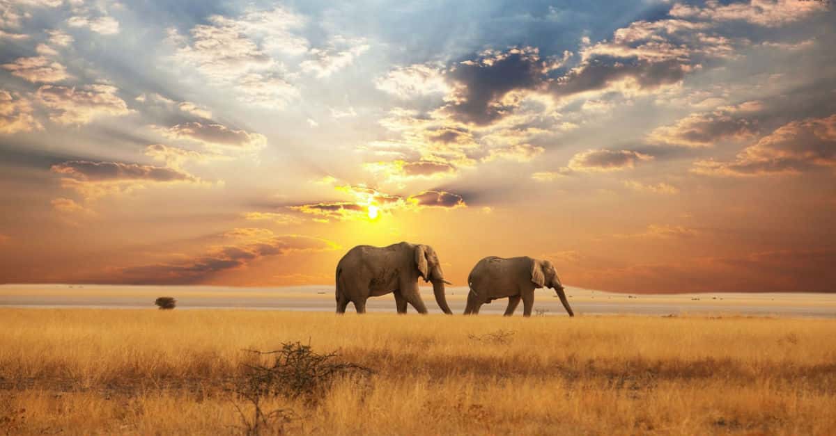 Little Known Facts About Africa