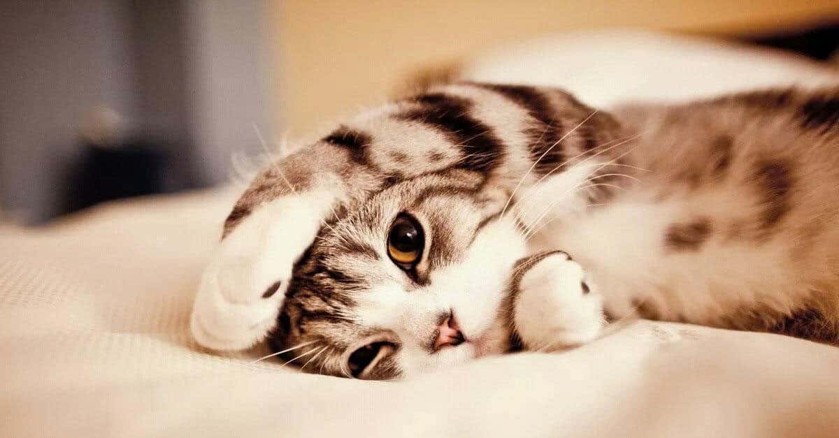 Paw-some Facts About Cats