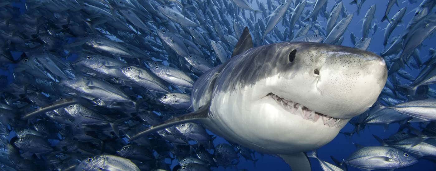 Finteresting Facts About Sharks