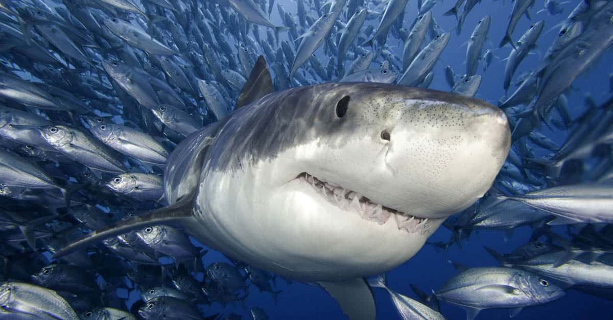 Finteresting Facts About Sharks