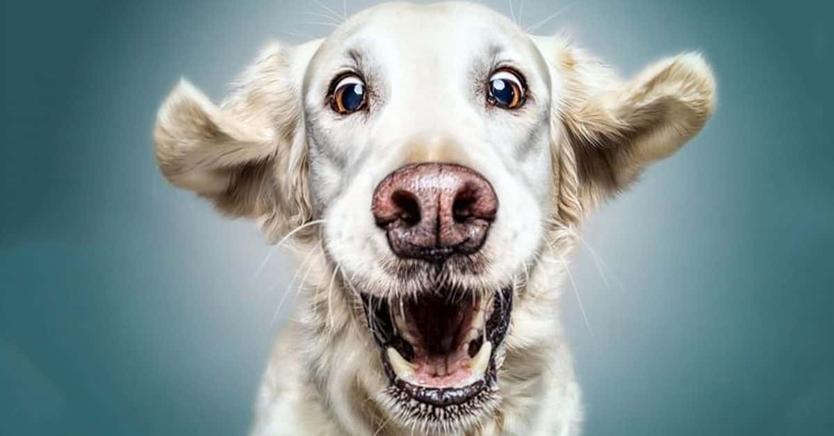 Pawesome Facts About Dogs