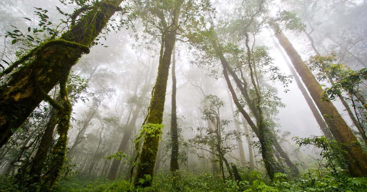 Astonishing Facts About Rainforests