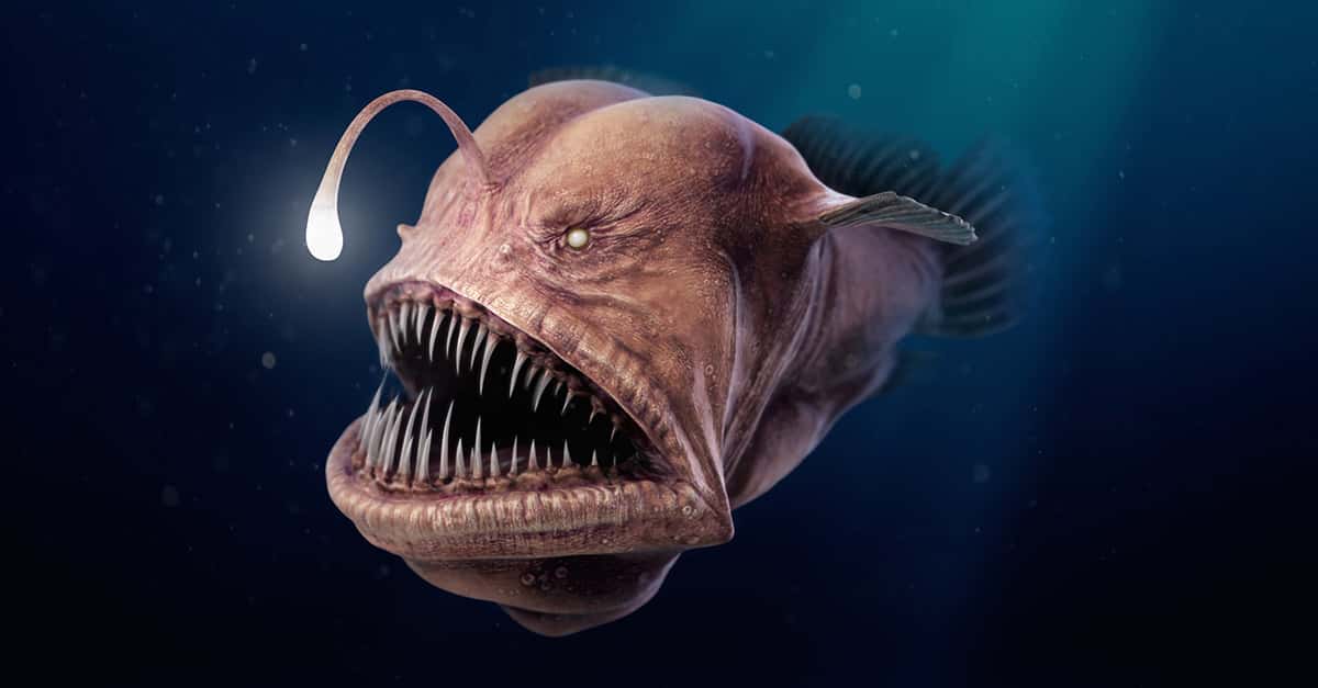 Facts About Obscure Animals