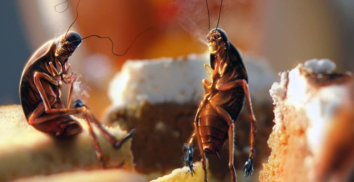 Facts About Bug Infestations