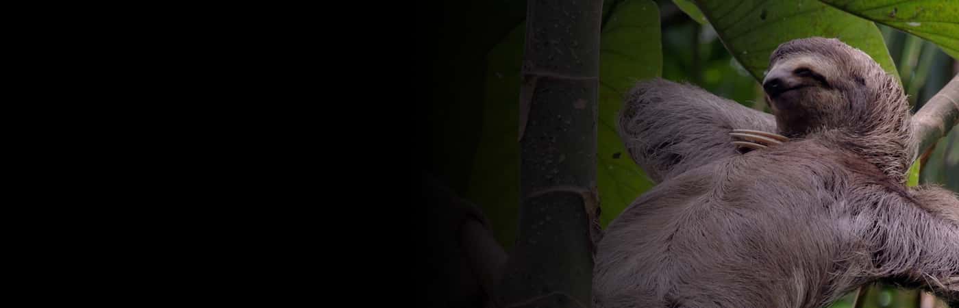 Slow Facts About Sloths
