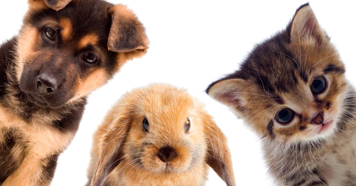 Irresistible Facts About Baby Animals
