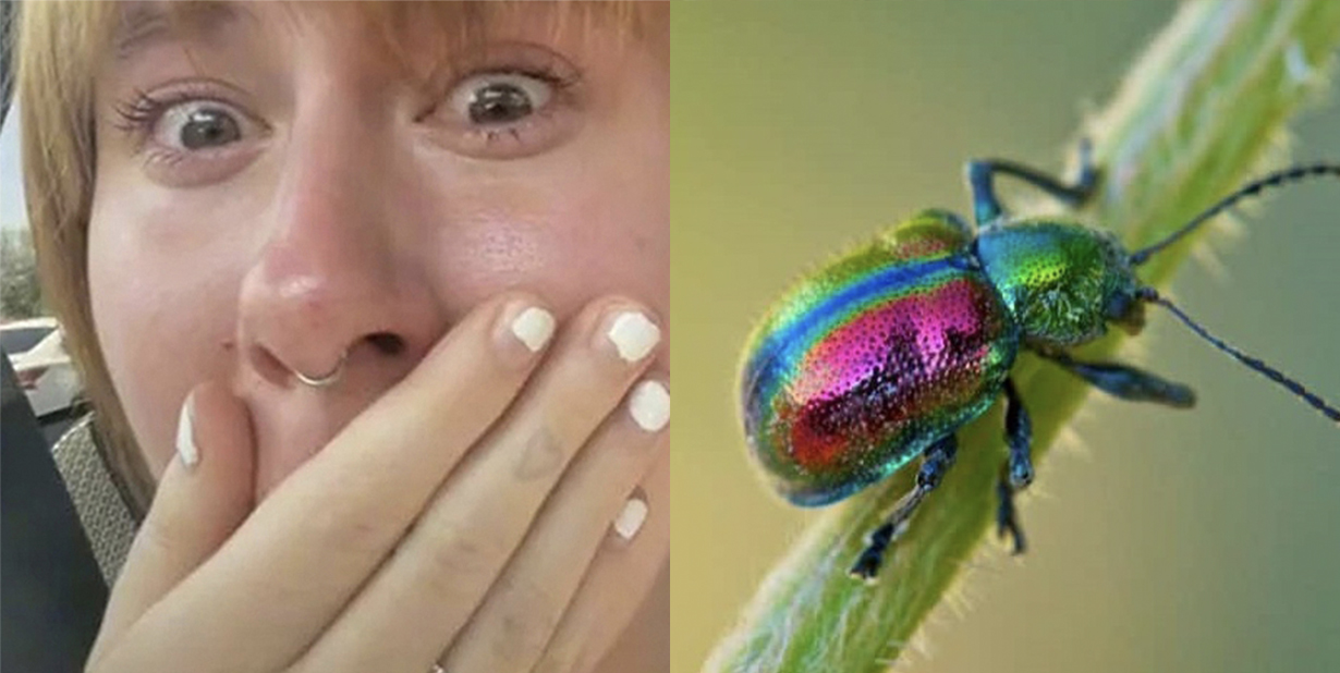 Facts About Bug Infestations