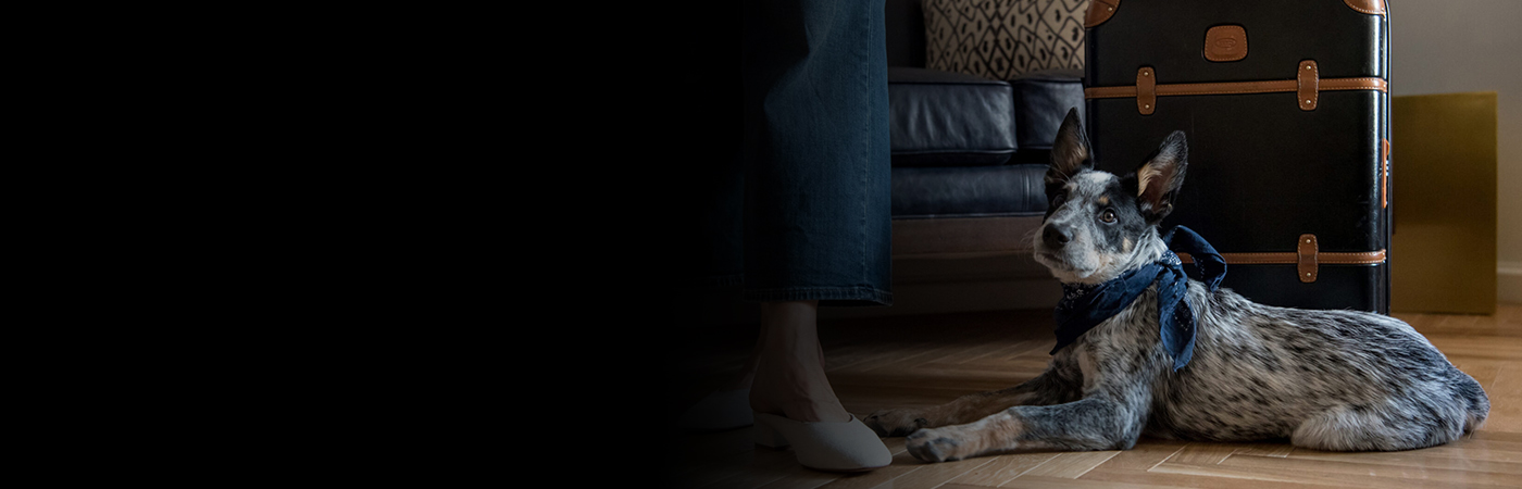 Top Five Pet-Friendly Hotels In The United States