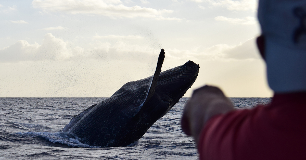 Top 5 Destinations For Whale Watching