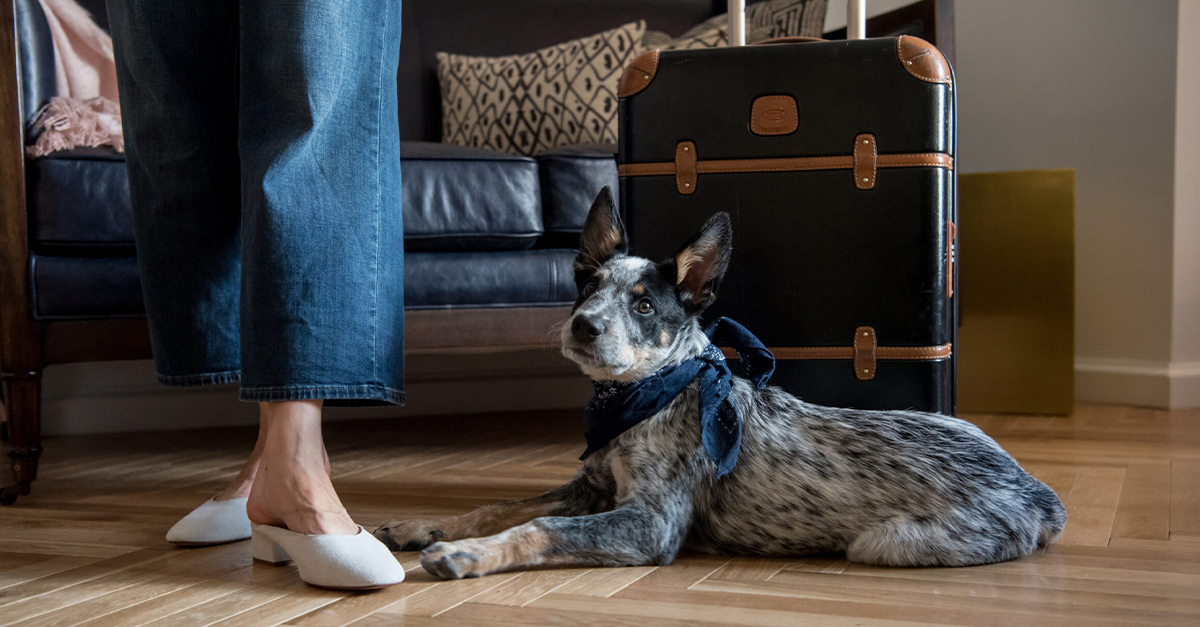 Top Five Pet-Friendly Hotels In The United States