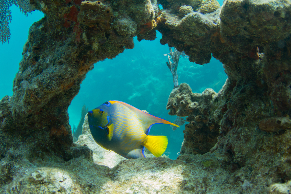 Queen,Angelfish,Through,Coral,Arch,On,Looe,Key,Coral,Reef