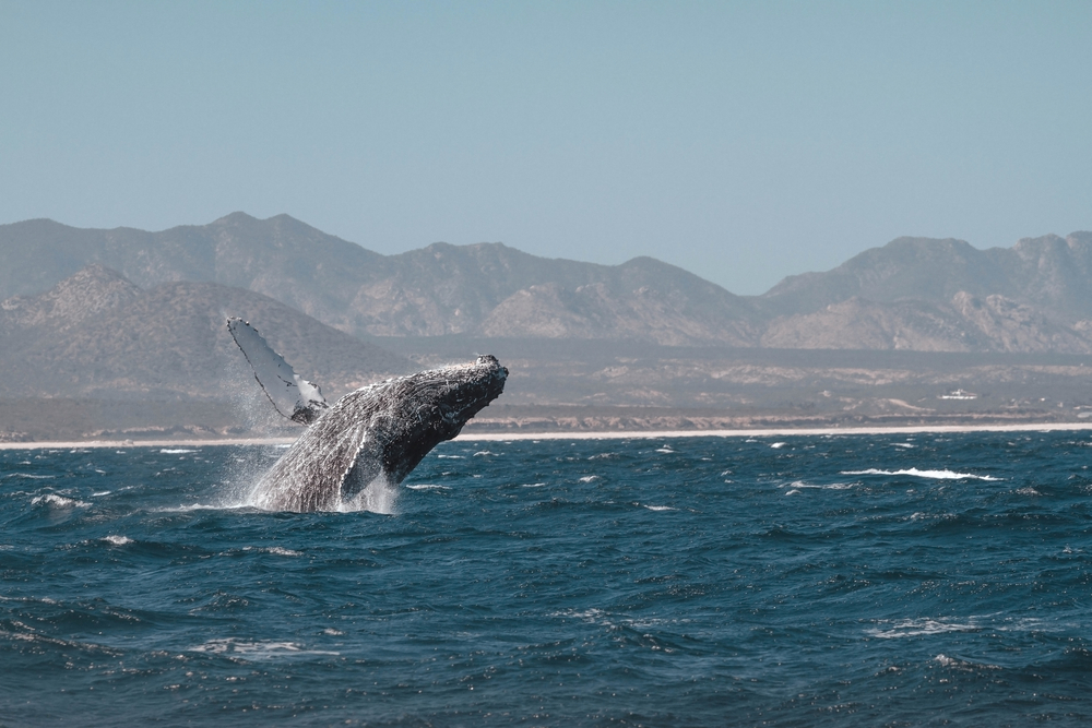 Humpback,Whale,Jumping.,San,Jose,Del,Cabo.,Baja,California,Sur.