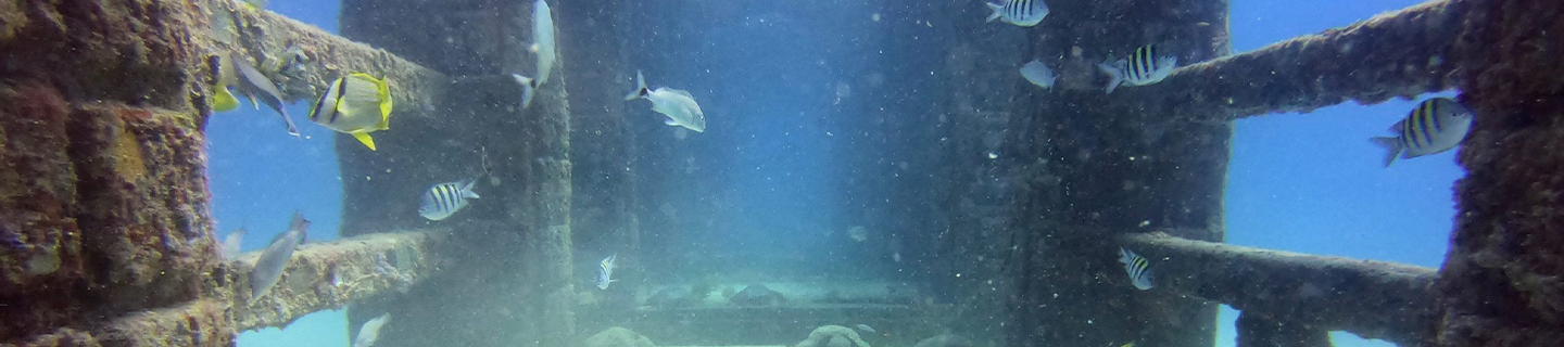 The Neptune Memorial Reef