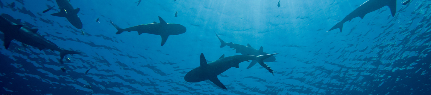 The World’s Most Shark-Infested Beaches