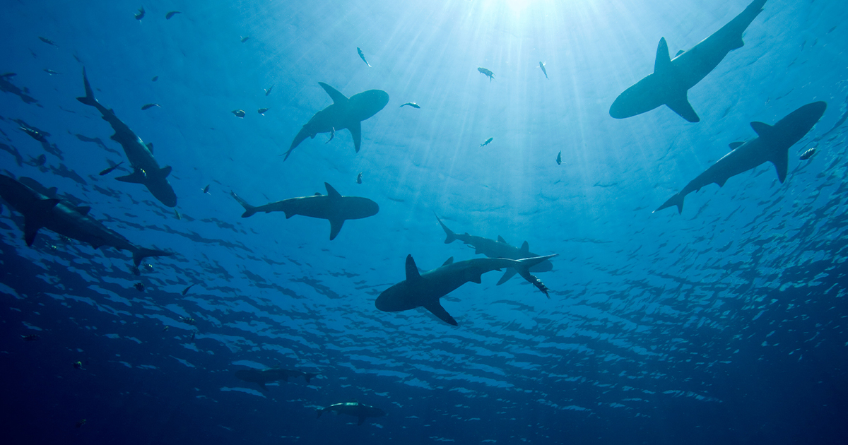 The World’s Most Shark-Infested Beaches