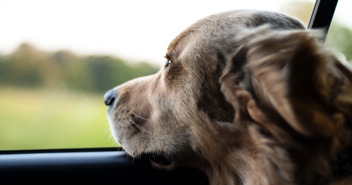 Mastering The Art Of Pet-Friendly Travel