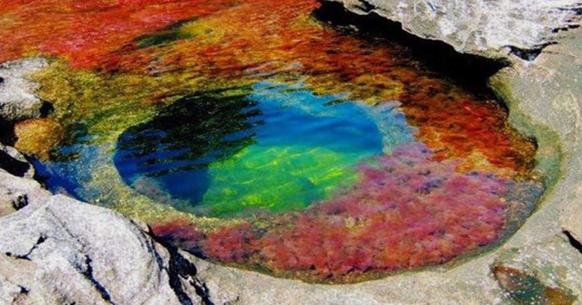 Caño Cristales: The River of Five Colors