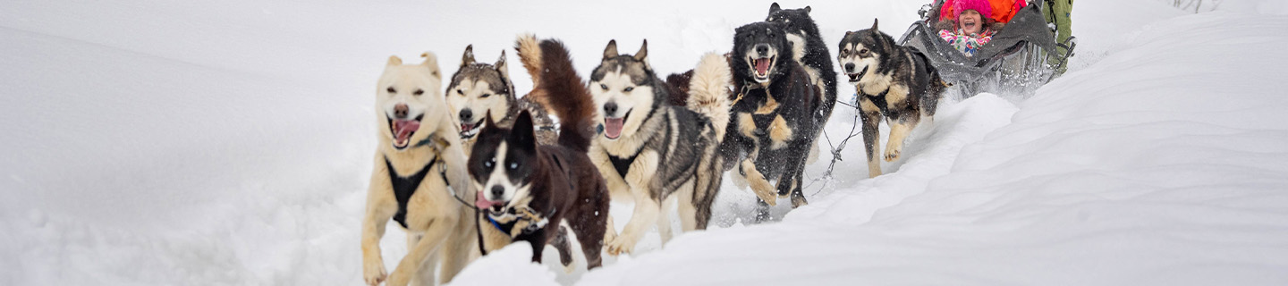 20 Things About Dog Sledding That Blew Our Minds