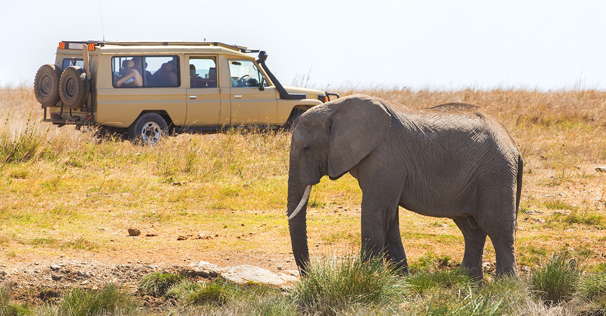 Walk On The Wild Side With The Best Wildlife Tours Of 2024