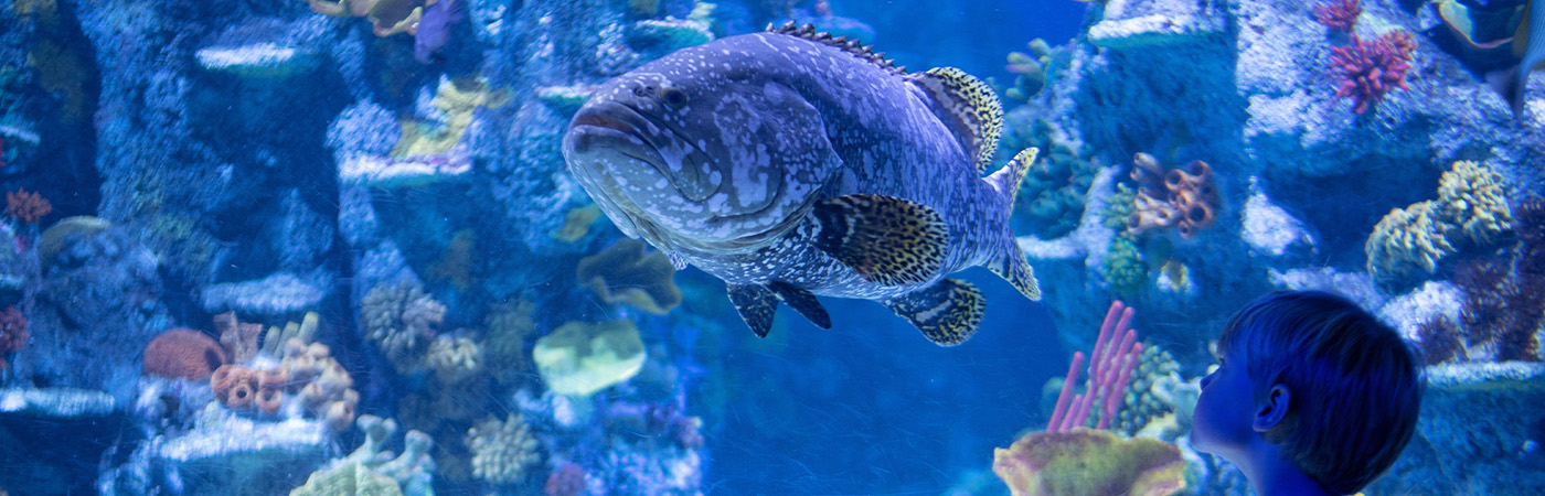 America's Best Zoos