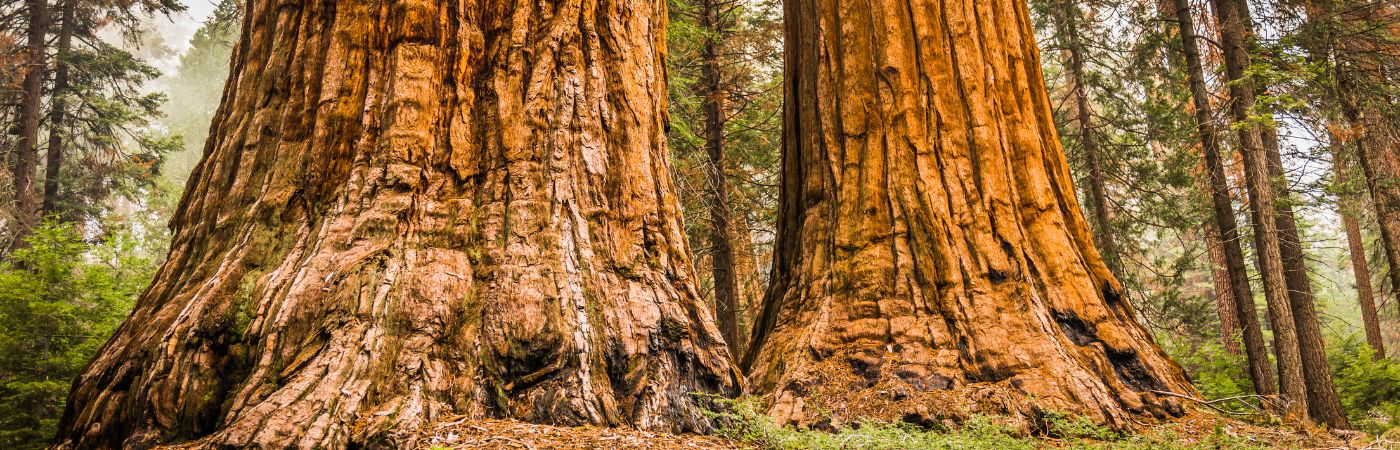 Our Hidden History: This Ancient Sequoia Contains Secrets Of "Deep Time"