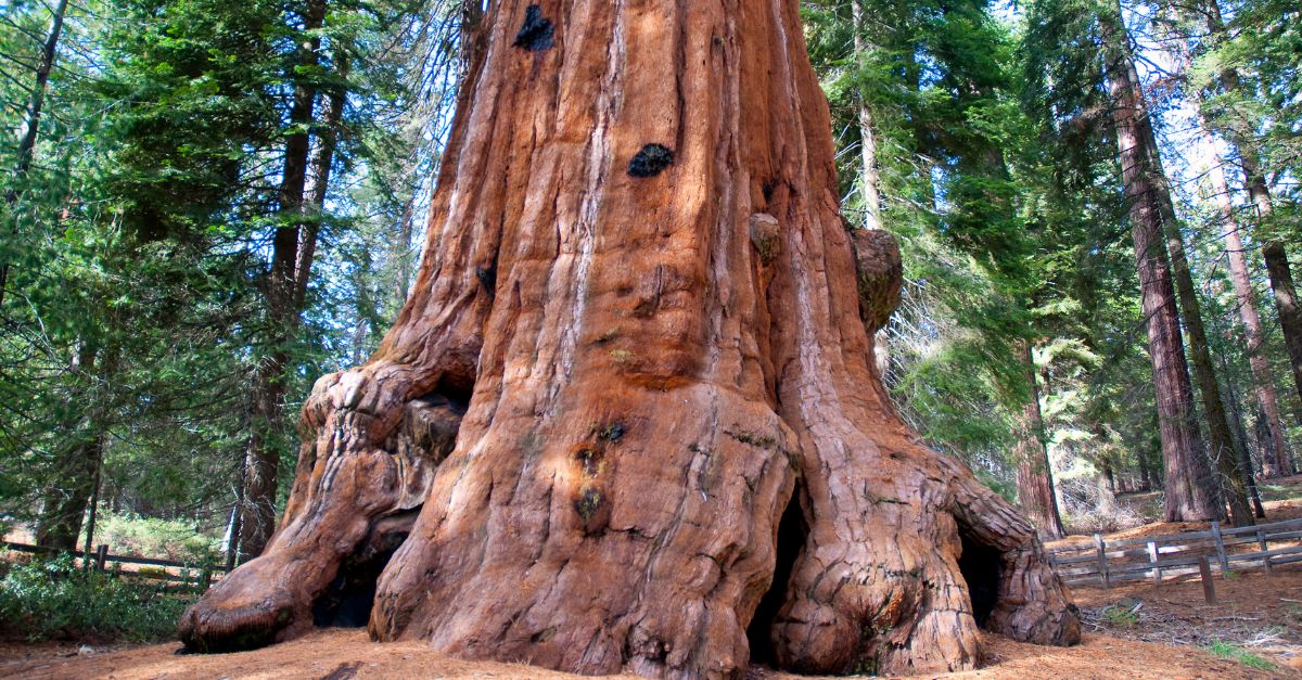 Our Hidden History: This Ancient Sequoia Contains Secrets Of "Deep Time"