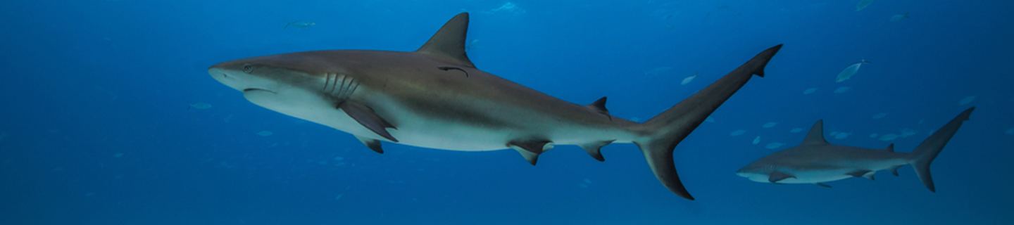 Shark Attacks In Florida