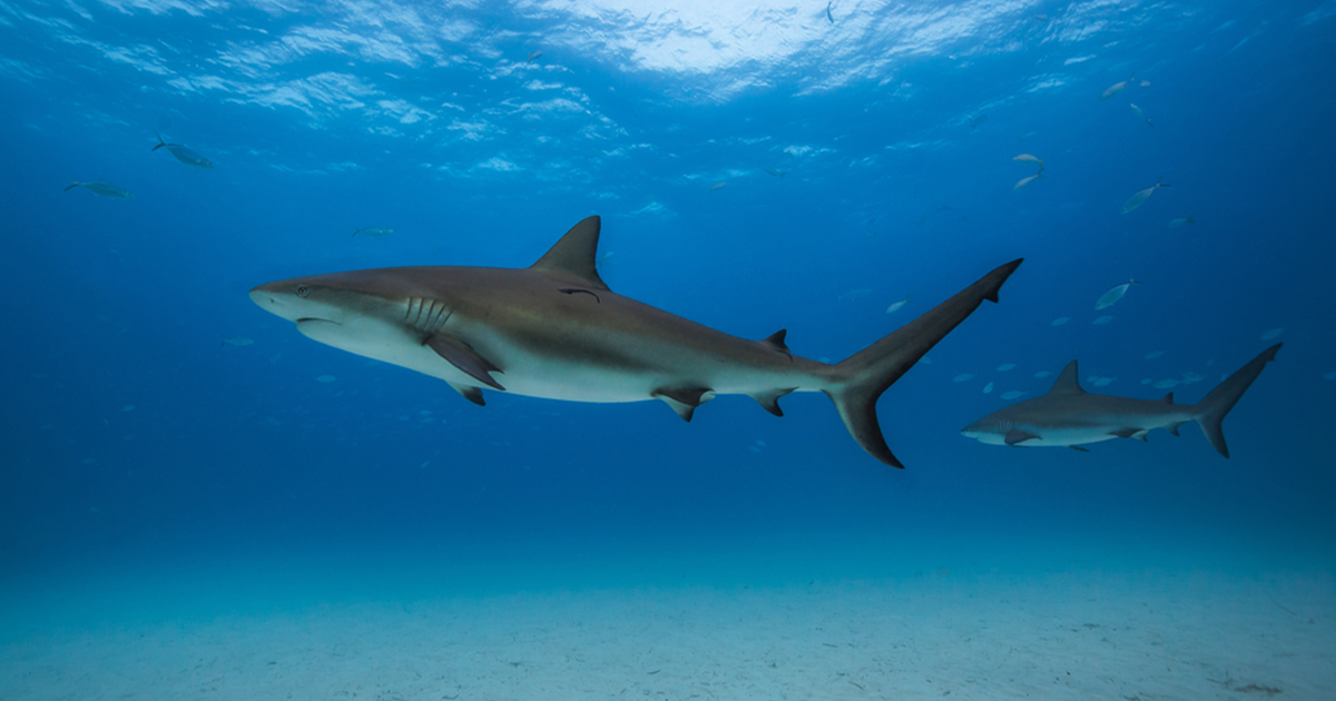 The World’s Most Shark-Infested Shorelines