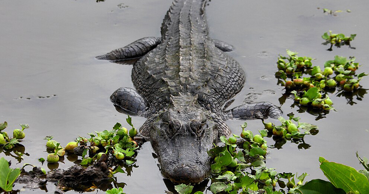 Alligator Attacks in the United States