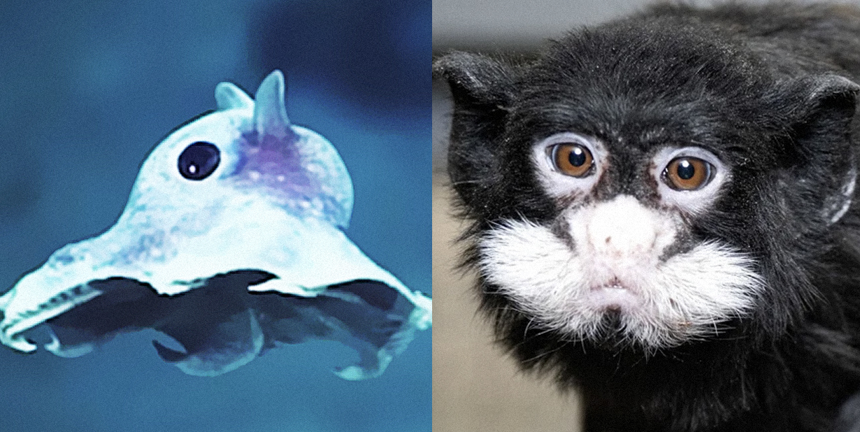 Meet The Incredible New Species Discovered On Earth
