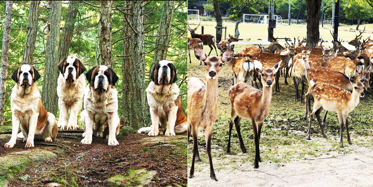These Islands Are Ruled By The Cutest Wild Animals