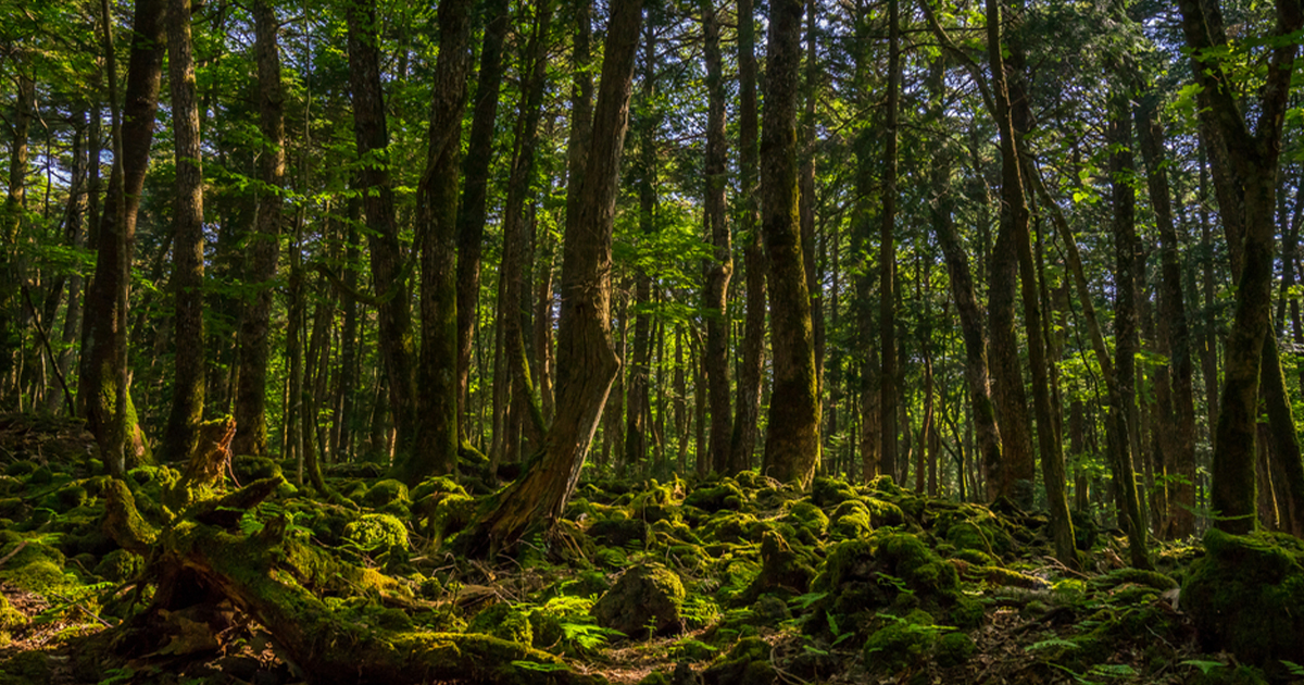 The Mysterious Aokigahara Forest