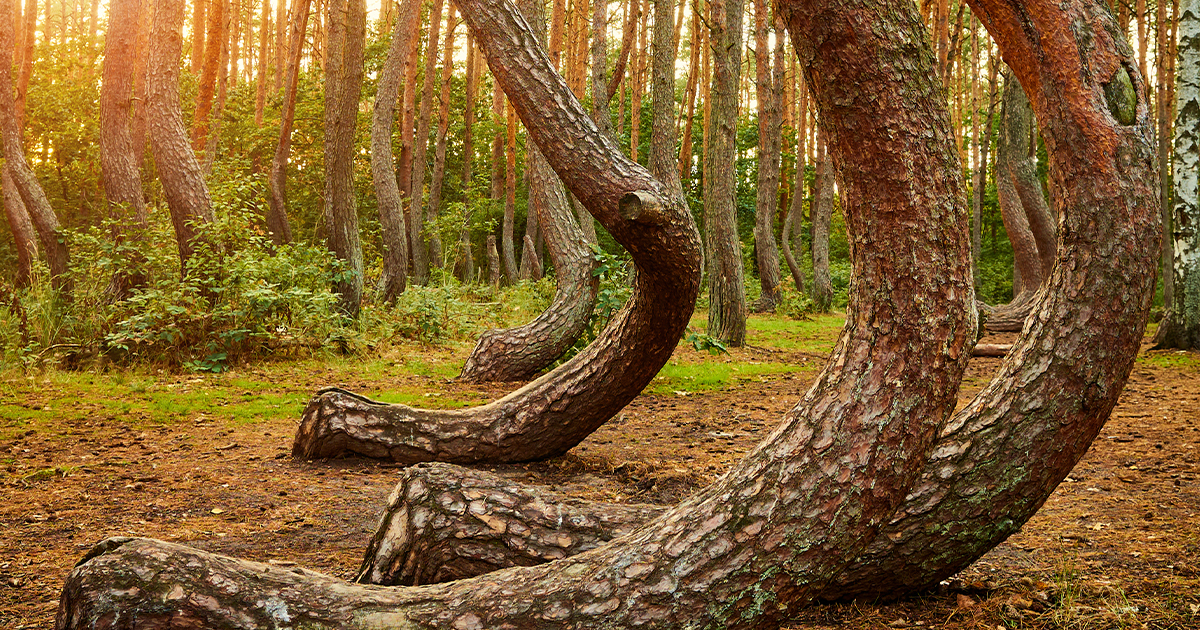 The Crooked Forest, Poland