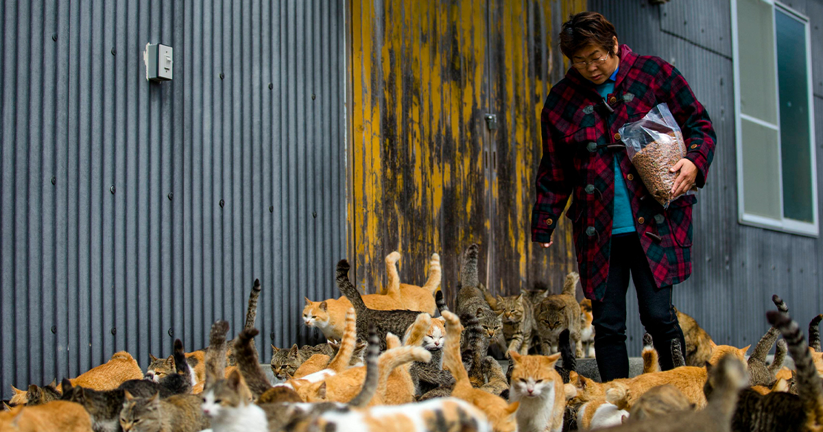 Cat Island, Japan
