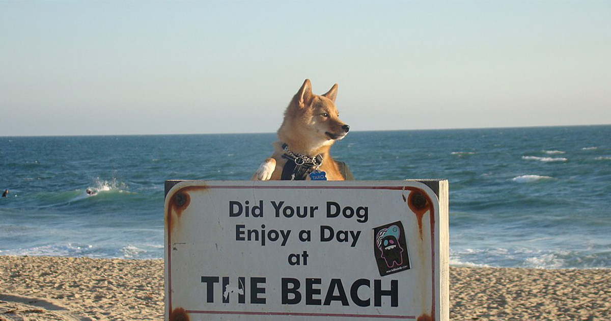 20 Of America’s Best Pet-Friendly Destinations
