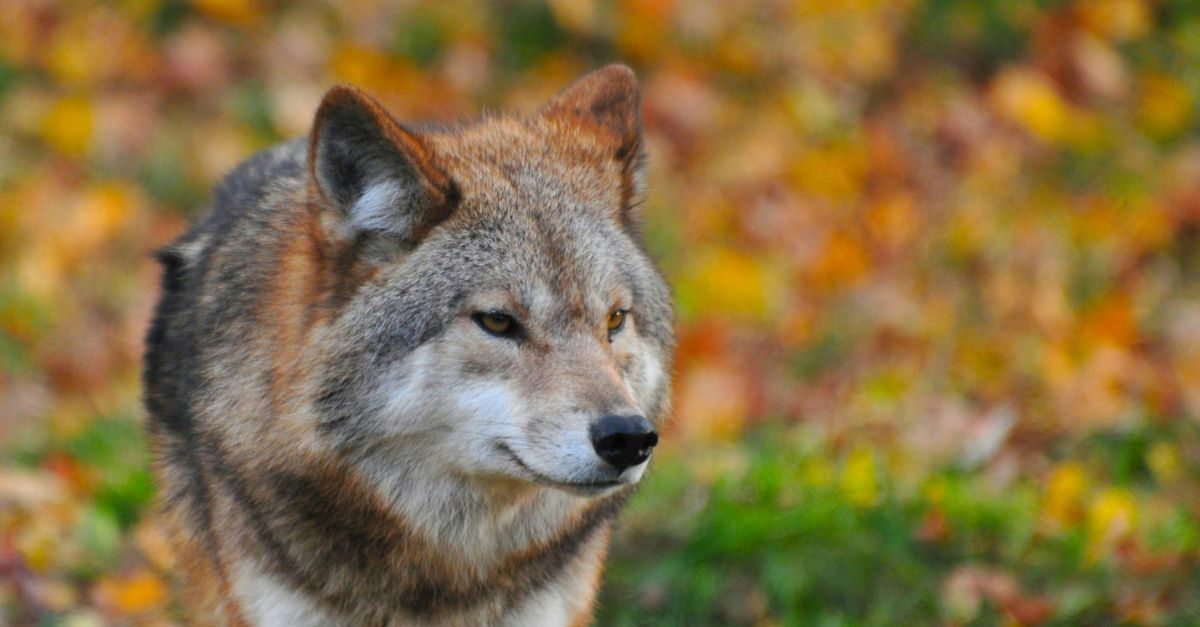 If You Encounter A Wolf, These Strategies Can Help You Survive Unscathed