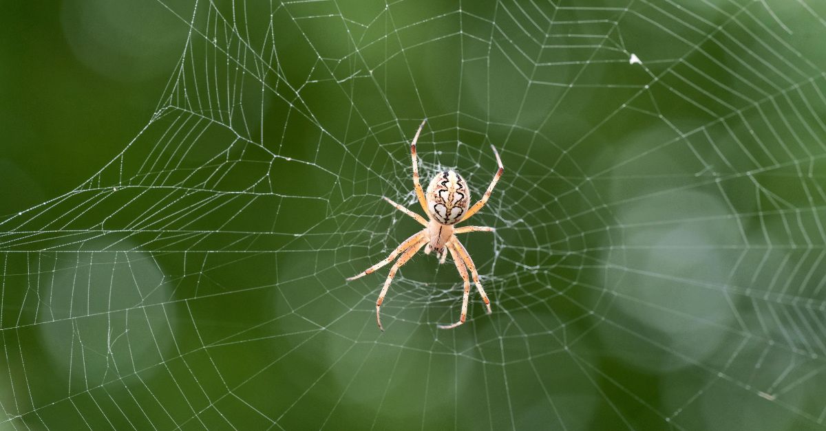 A brilliant researcher discovered that spider webs can actually be used to capture airborne environmental DNA.
