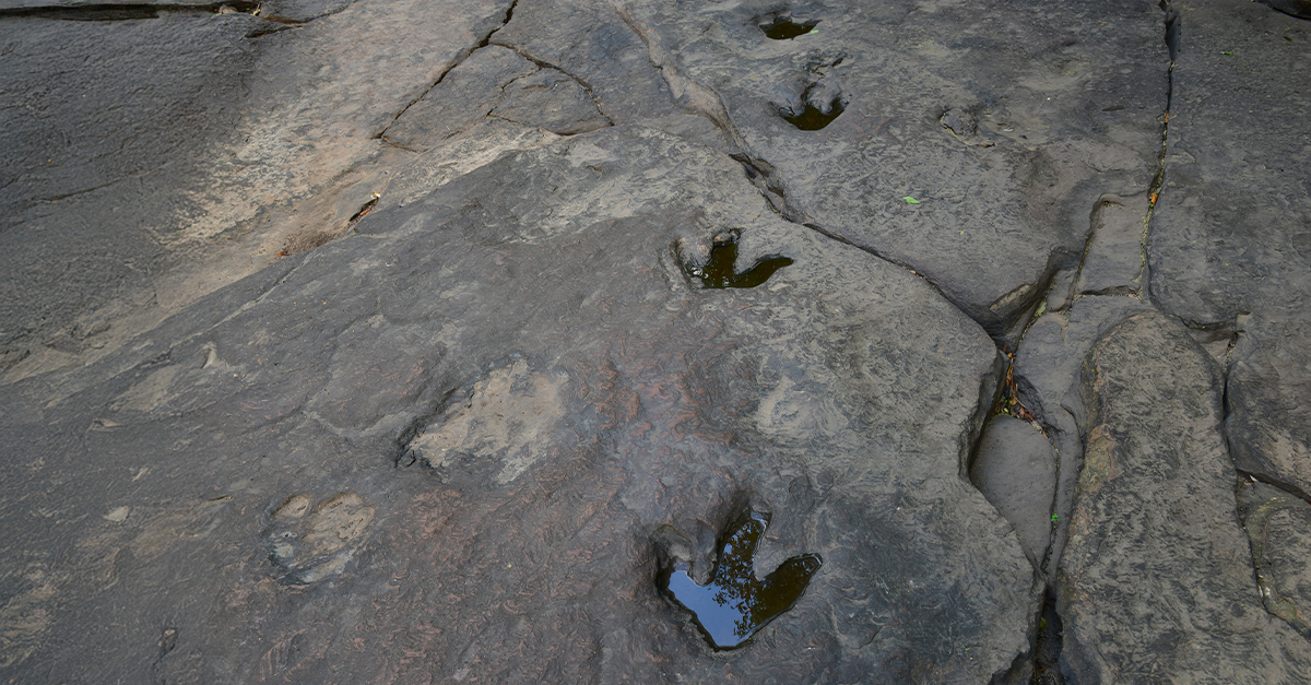 The Texas Floods Of 2025 Revealed Long-Hidden Dinosaur Footprints
