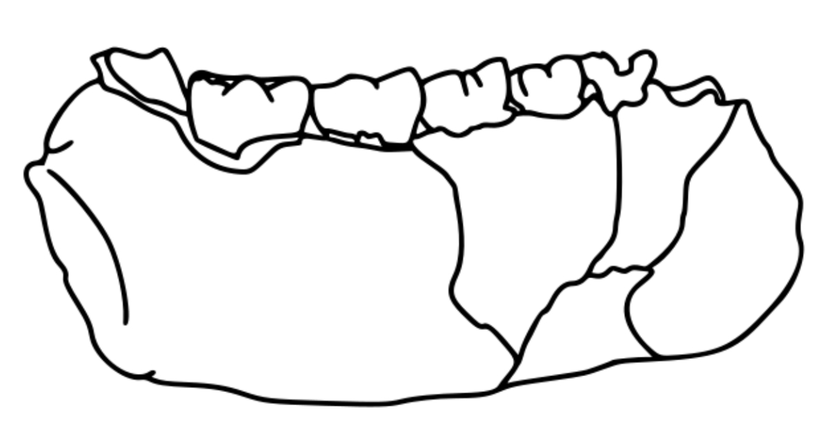 Anthropologists unearthed ancient teeth in Ethiopia that have just completely rewritten the story of human evolution.