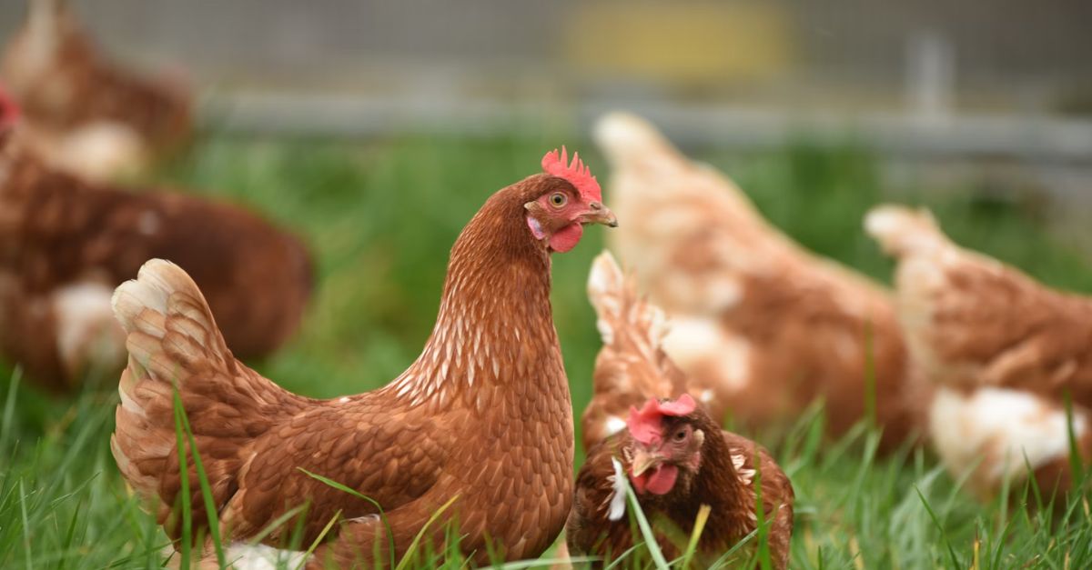 The Egg Price Crisis Explained