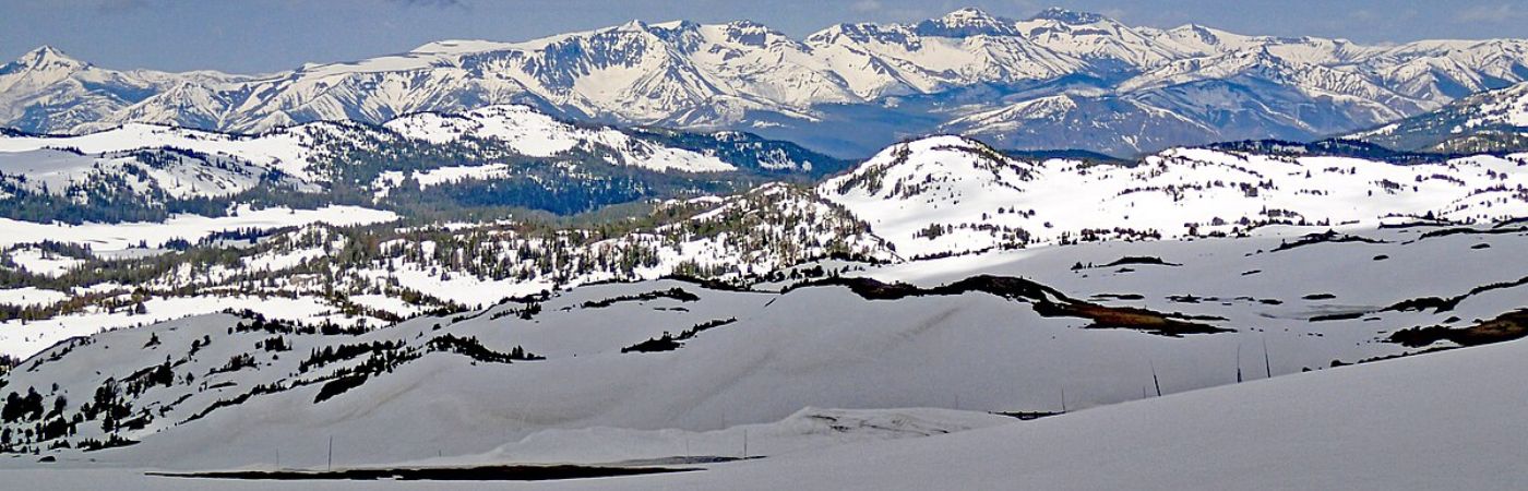 Melting Ice Uncovered A 5,900-Years-Old Prehistoric Forest That Scientists Say Shows A Rare Glimpse Into Our Past
