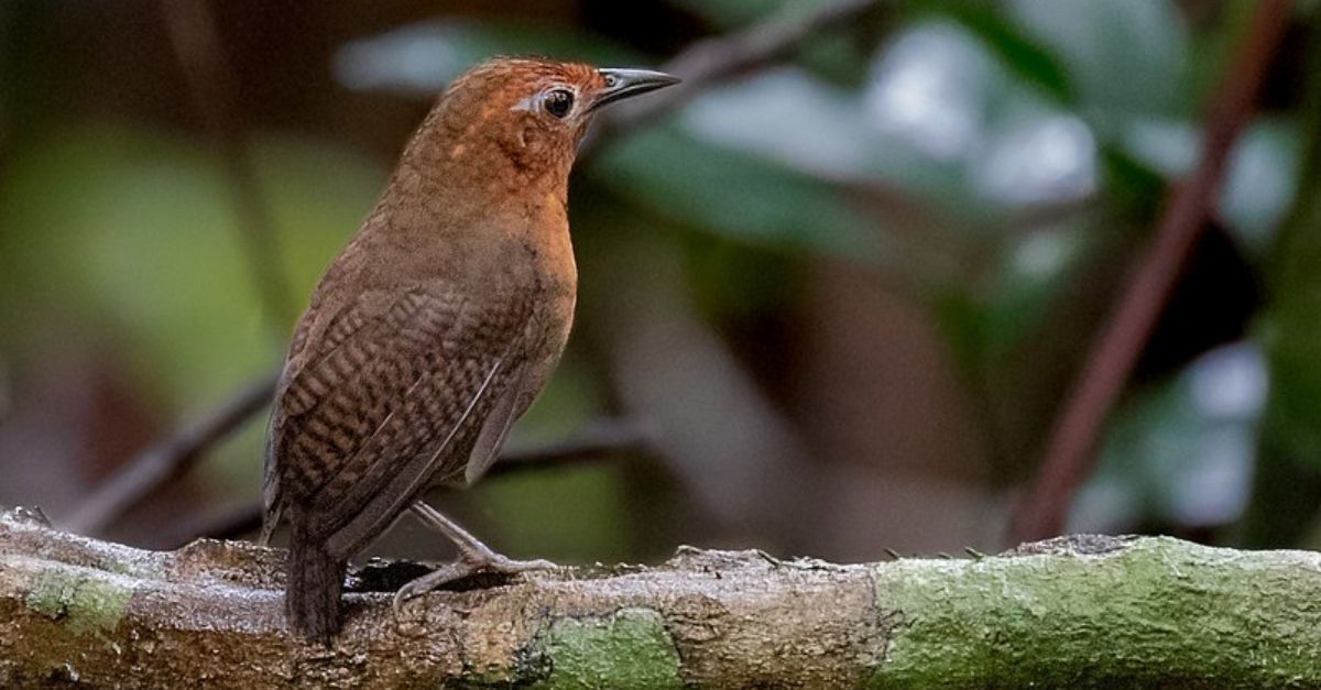 Scientists Warn Of A Situation In The Amazon: Birds Are Dying And We Now Know It's Likely Due To Heat