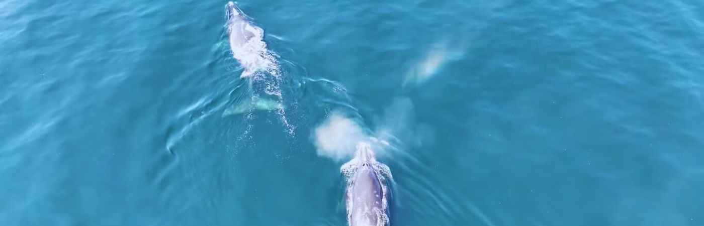 Scientists Are Stunned By Two Whales Who Defied Every Migration Rule We Know