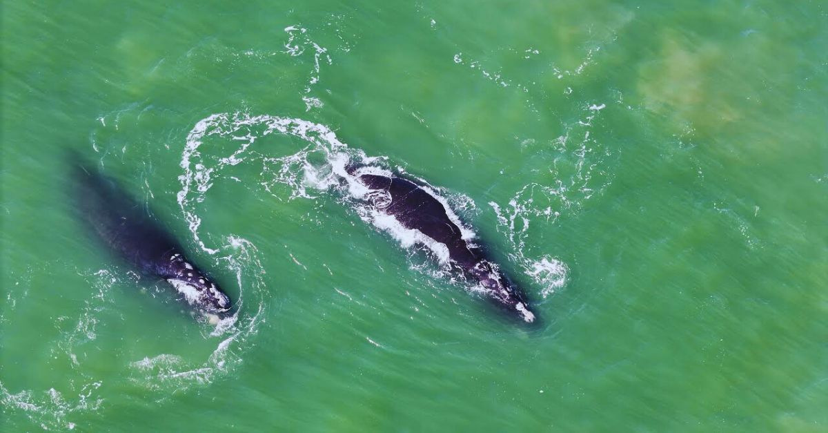 Scientists Are Stunned By Two Whales Who Defied Every Migration Rule We Know