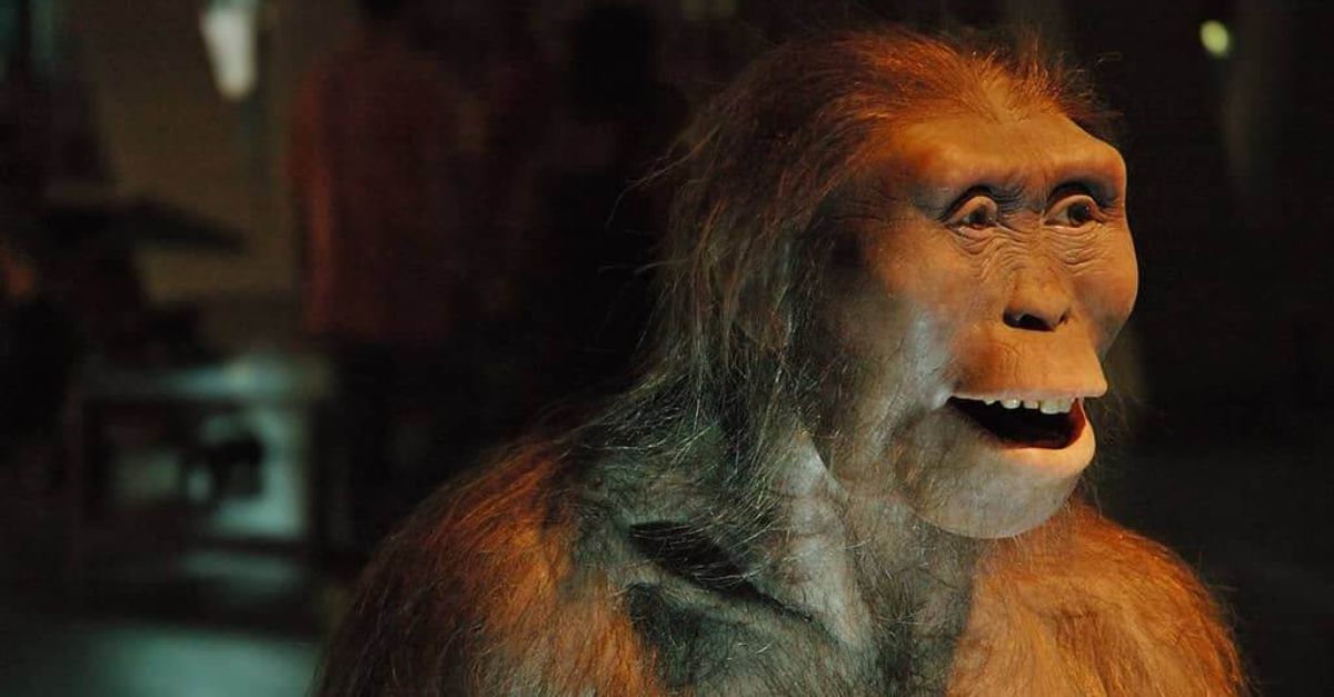 50 years ago, a legendary fossil named Lucy completely changed our understanding of human evolution.