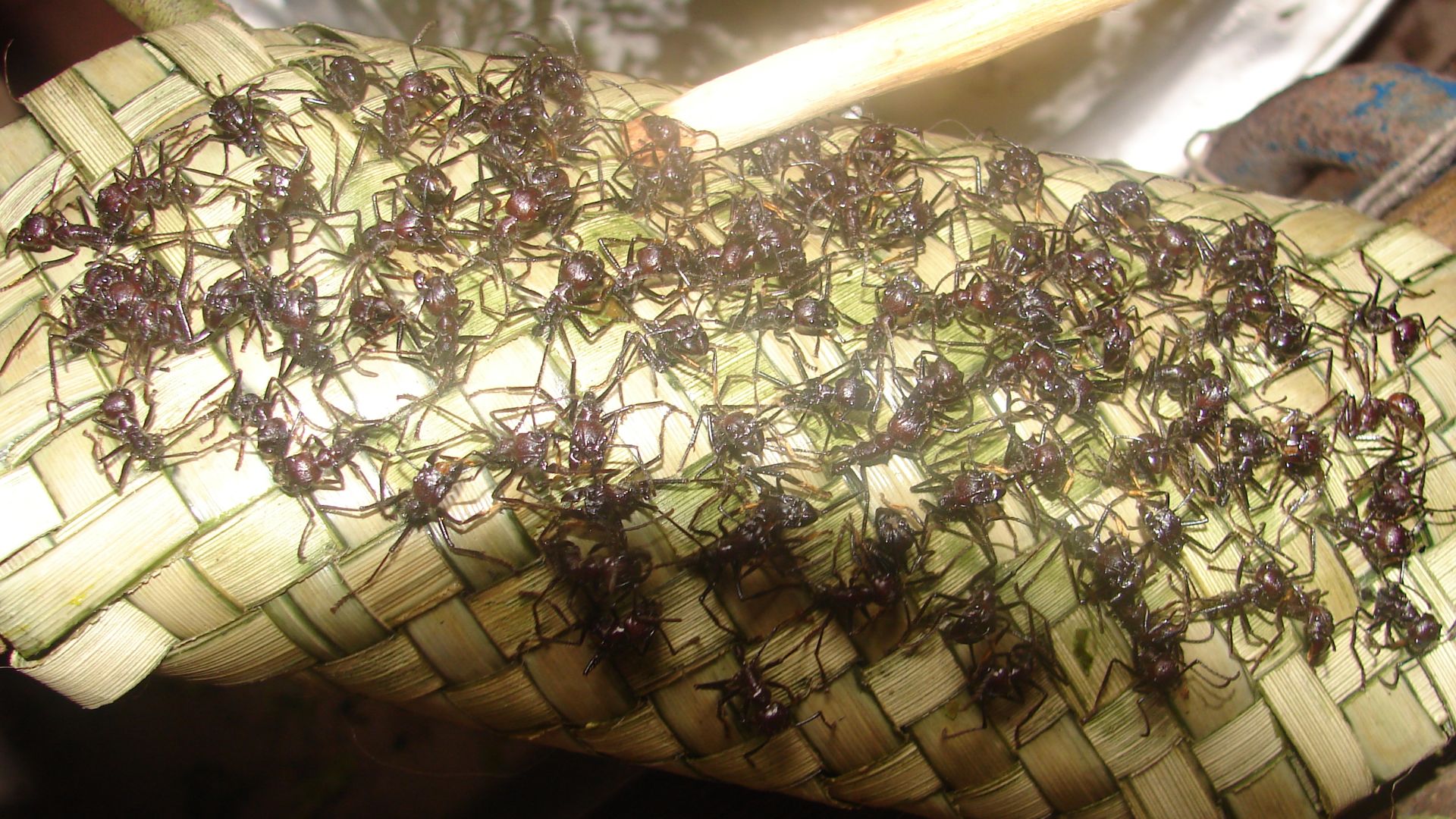 Photos Of The Mawé, The Amazonian People Who Bathe In Fire Ants As A ...
