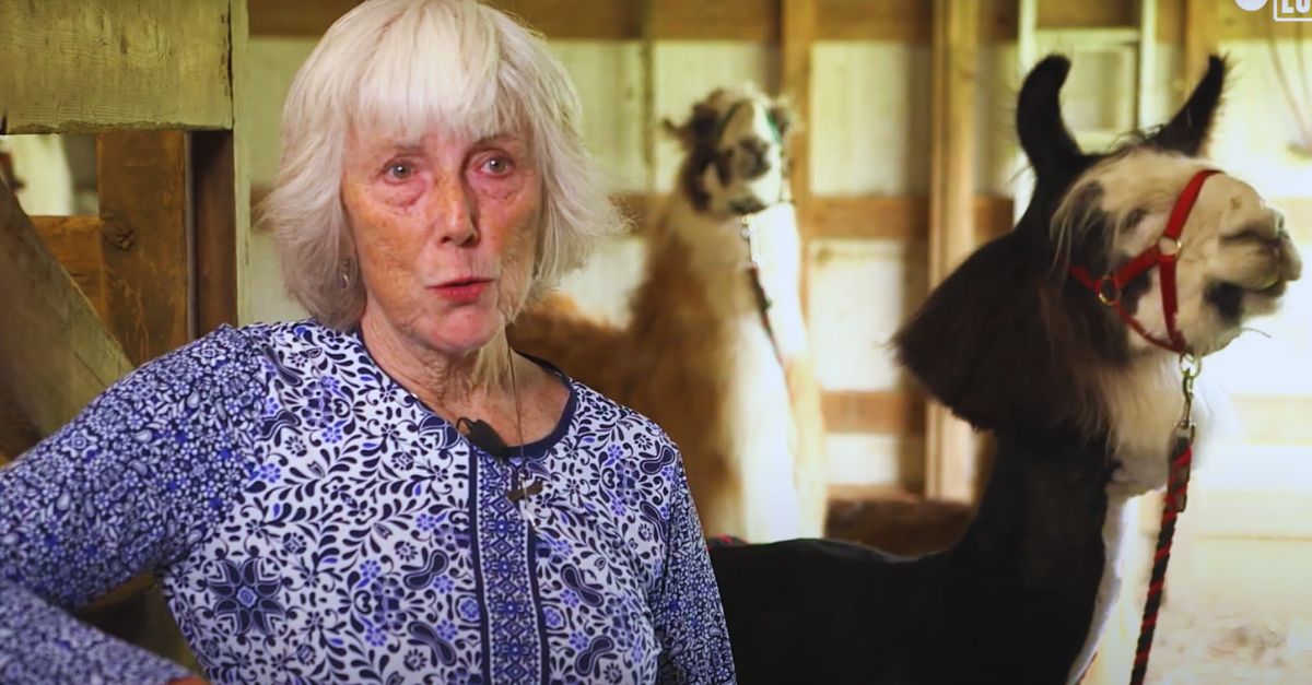 Scientists have used archaeological remains and DNA testing to rewrite the history domesticated animals in America.