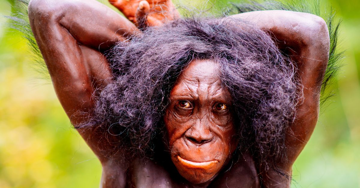 Australopithecus sediba