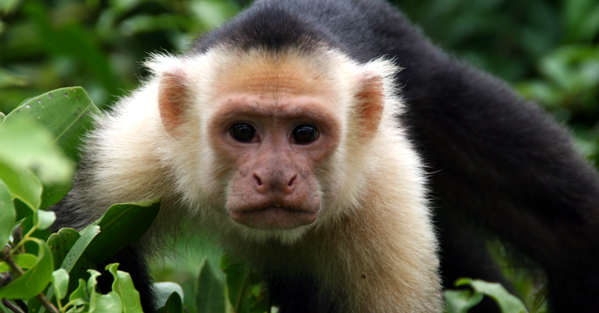 White face monkey / Cebus capucinus