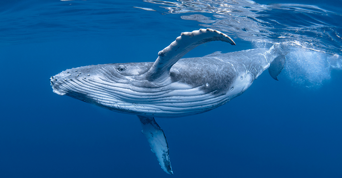 A Baby Humpback Whale Plays Near the Surface